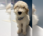 Small Poodle (Standard) Mix