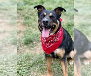 Cleo - Female American Staffordshire Terrier-Unknown Mix Dog for Adoption - Photo #6