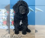 Small Photo #5 Poodle (Standard) Puppy For Sale in WICHITA FALLS, TX, USA
