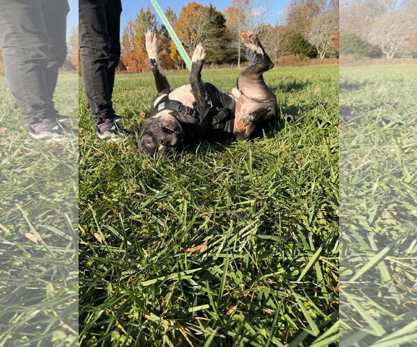 Medium Photo #6 American Pit Bull Terrier-Unknown Mix Puppy For Sale in Oakhurst, NJ, USA