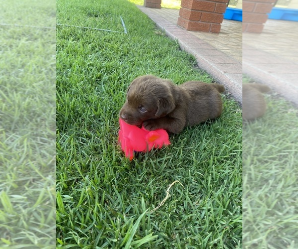 Medium Photo #5 Labrador Retriever Puppy For Sale in Cessnock, New South Wales, Australia