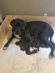 Small Photo #1 Great Dane Puppy For Sale in LIVERMORE, CA, USA