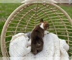 Small Photo #5 Pembroke Welsh Corgi Puppy For Sale in NIANGUA, MO, USA