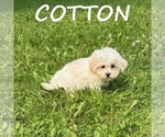 Image preview for Ad Listing. Nickname: Cotton