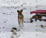 Small #13 Saluki-Whippet Mix