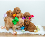 Small Photo #8 Goldendoodle (Miniature) Puppy For Sale in LITTLE ROCK, AR, USA