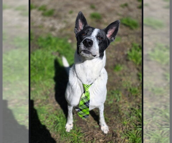 Medium Photo #5 Basenji-Unknown Mix Puppy For Sale in Anniston, AL, USA
