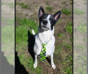 Candy - Female Basenji-Unknown Mix Dog for Adoption - Photo #5