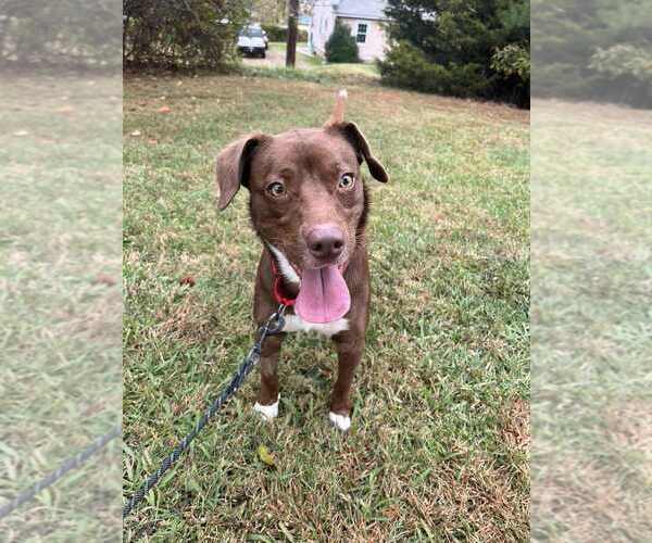 Medium Photo #4 Mutt Puppy For Sale in Candler, NC, USA