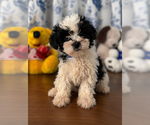 Small #32 Morkie