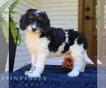Small #2 Bernedoodle (Miniature)