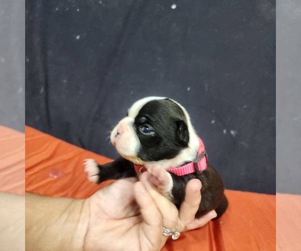 Medium Photo #10 Boston Terrier Puppy For Sale in AFTON, WY, USA