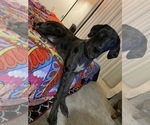 Small Photo #5 Catahoula Leopard Dog-Dalmatian Mix Puppy For Sale in THOUSAND OAKS, CA, USA