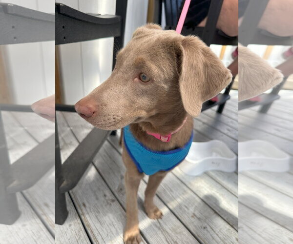 Medium Photo #6 Labrador Retriever-Whippet Mix Puppy For Sale in Columbus, IN, USA