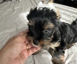 Small #8 Yorkshire Terrier
