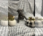 Puppy Puppy 2 eric Cane Corso