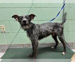Small Photo #1 Mutt Puppy For Sale in Grand Prairie, TX, USA