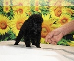 Pedro - Male Poodle (Toy) Puppy for Sale - Photo #31