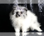 Small Photo #79 Pomeranian Puppy For Sale in WARSAW, IN, USA