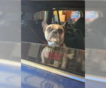 Small #1 Faux Frenchbo Bulldog