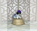 Small Photo #2 Morkie Puppy For Sale in MORRIS CHAPEL, TN, USA