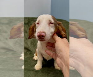 Dachshund Dogs for adoption in Weston, FL, USA