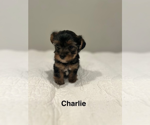 Medium Photo #8 YorkiePoo Puppy For Sale in COVINA, CA, USA