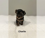 Small #2 YorkiePoo