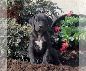 Great Dane Puppy for sale in BROGUE, PA, USA