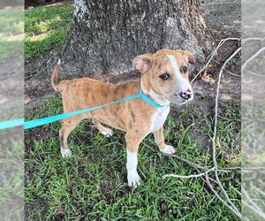 Bulldog-Unknown Mix Dogs for adoption in Tarrytown, GA, USA
