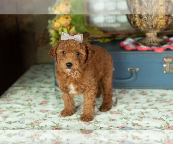 Medium Photo #27 Miniature Labradoodle Puppy For Sale in NAPPANEE, IN, USA