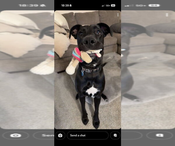 Medium Photo #4 German Shepherd Dog-Great Dane Mix Puppy For Sale in Bullard, TX, USA
