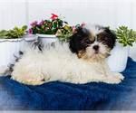 Small #4 Shih Tzu