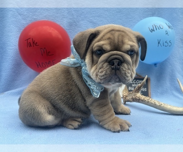Medium Photo #1 English Bulldog Puppy For Sale in DENVER, PA, USA