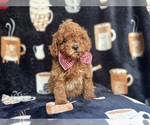 Small #2 Cavapoo