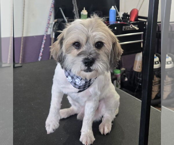 Medium Photo #1 Shih Tzu-Unknown Mix Puppy For Sale in Peralta, NM, USA