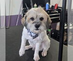 Small Shih Tzu Mix