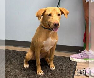 Belle - Female Carolina Dog-Labrador Retriever Mix Dog for Adoption - Photo #3