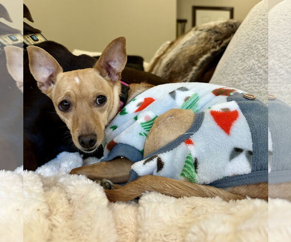 Medium Photo #2 Chihuahua-Unknown Mix Puppy For Sale in Brooklyn Center, MN, USA