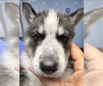 Small #1 Siberian Husky
