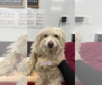 Small #1 Maltese Mix