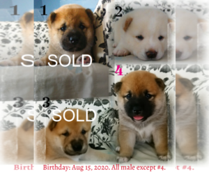 Shiba Inu Puppy for sale in RIVERSIDE, CA, USA