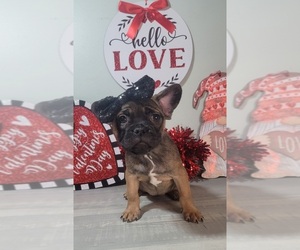 Medium French Bulldog