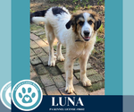 Small #3 Great Pyrenees Mix