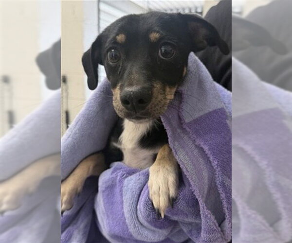Medium Photo #1 Chihuahua Puppy For Sale in San Bernardino, CA, USA