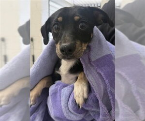 Chihuahua Dogs for adoption in San Bernardino, CA, USA