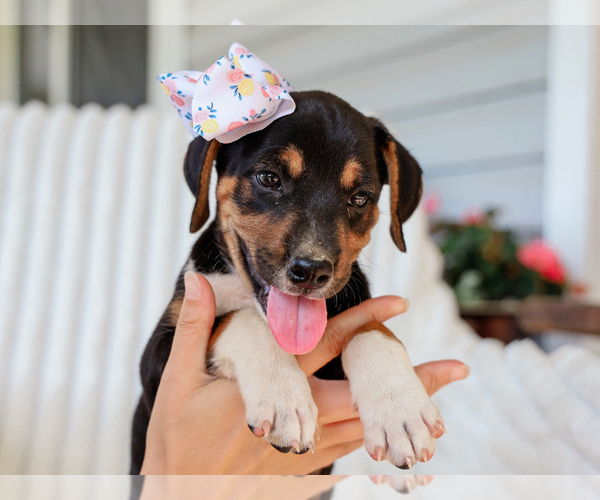 Medium Photo #4 Beagle-Mutt Mix Puppy For Sale in LIBERTY, KY, USA