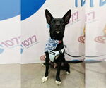 Small American Pit Bull Terrier-German Shepherd Dog Mix