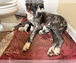Small #6 Great Dane
