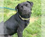Small #1 American Pit Bull Terrier Mix